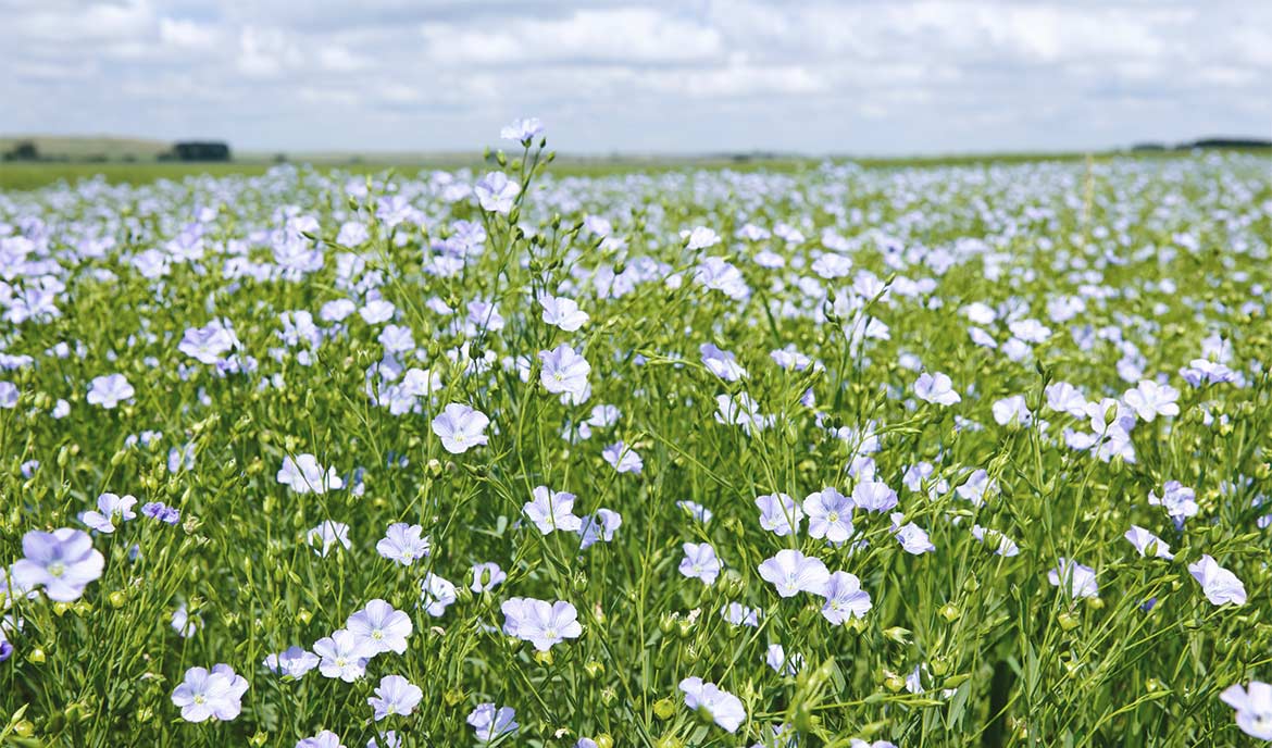 Linen is obtained from the stems of the flax plant